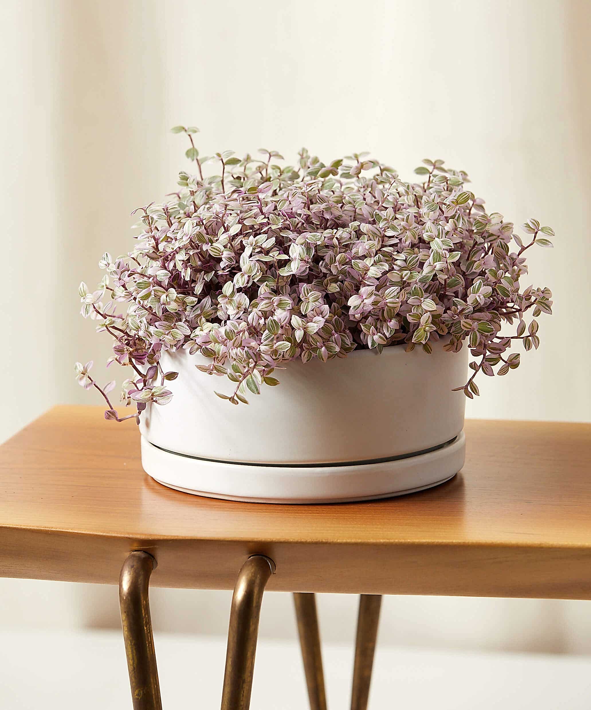 plant image