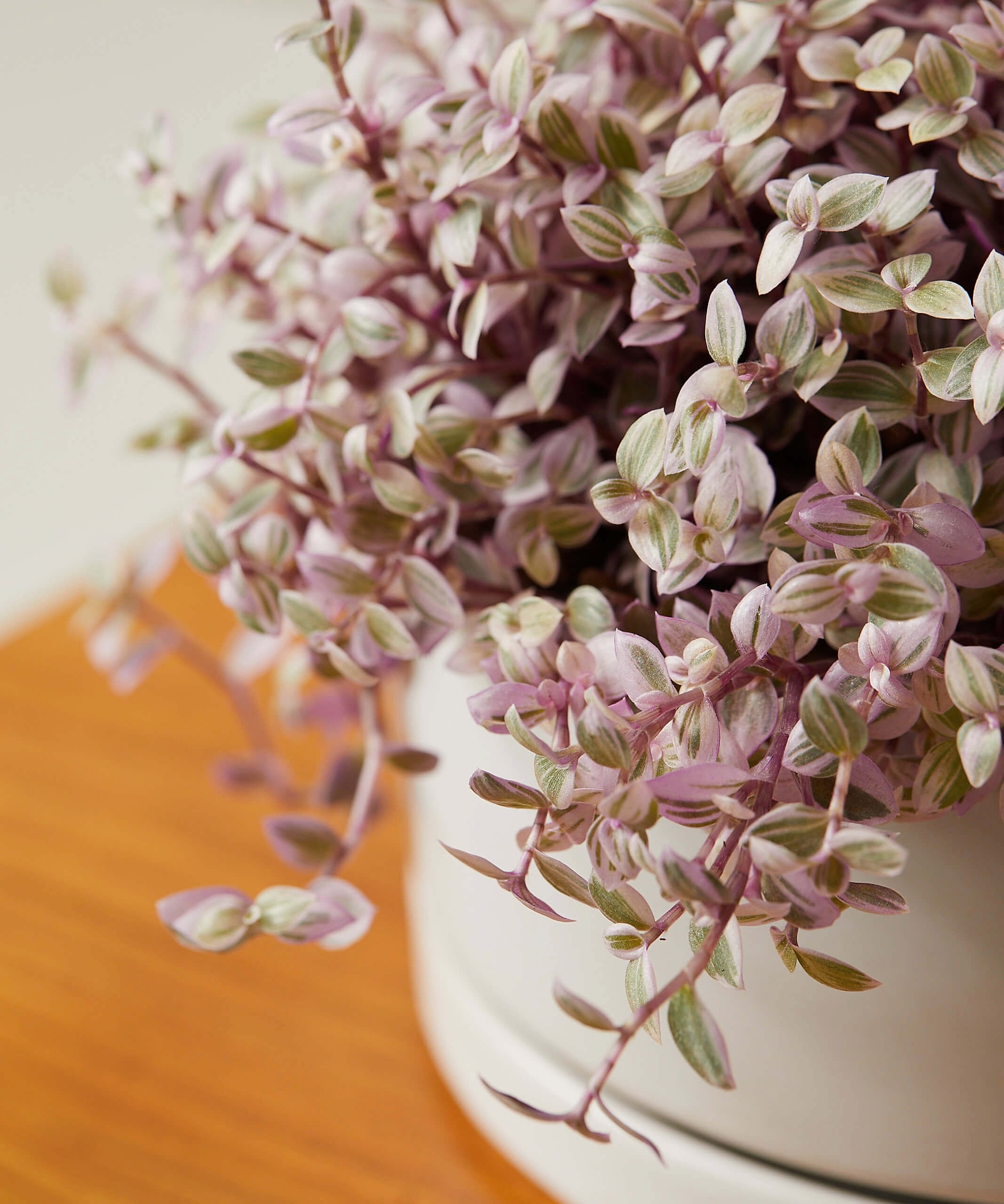 Callisia Care