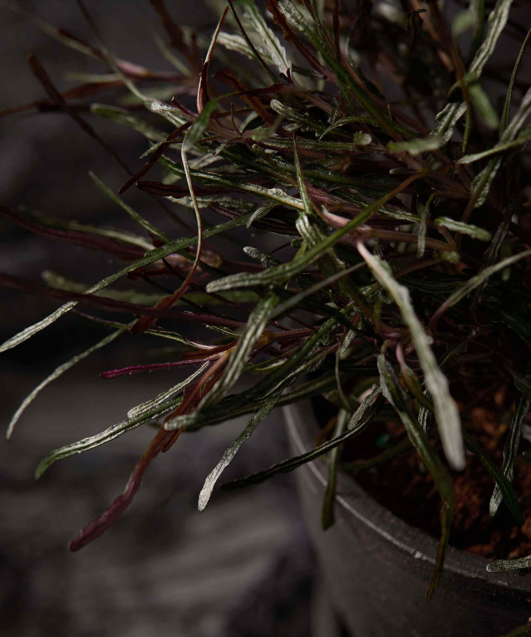 plant image