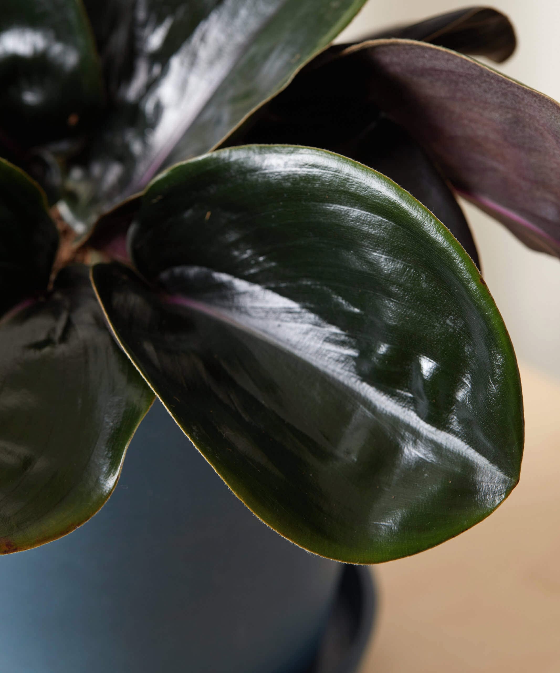plant image