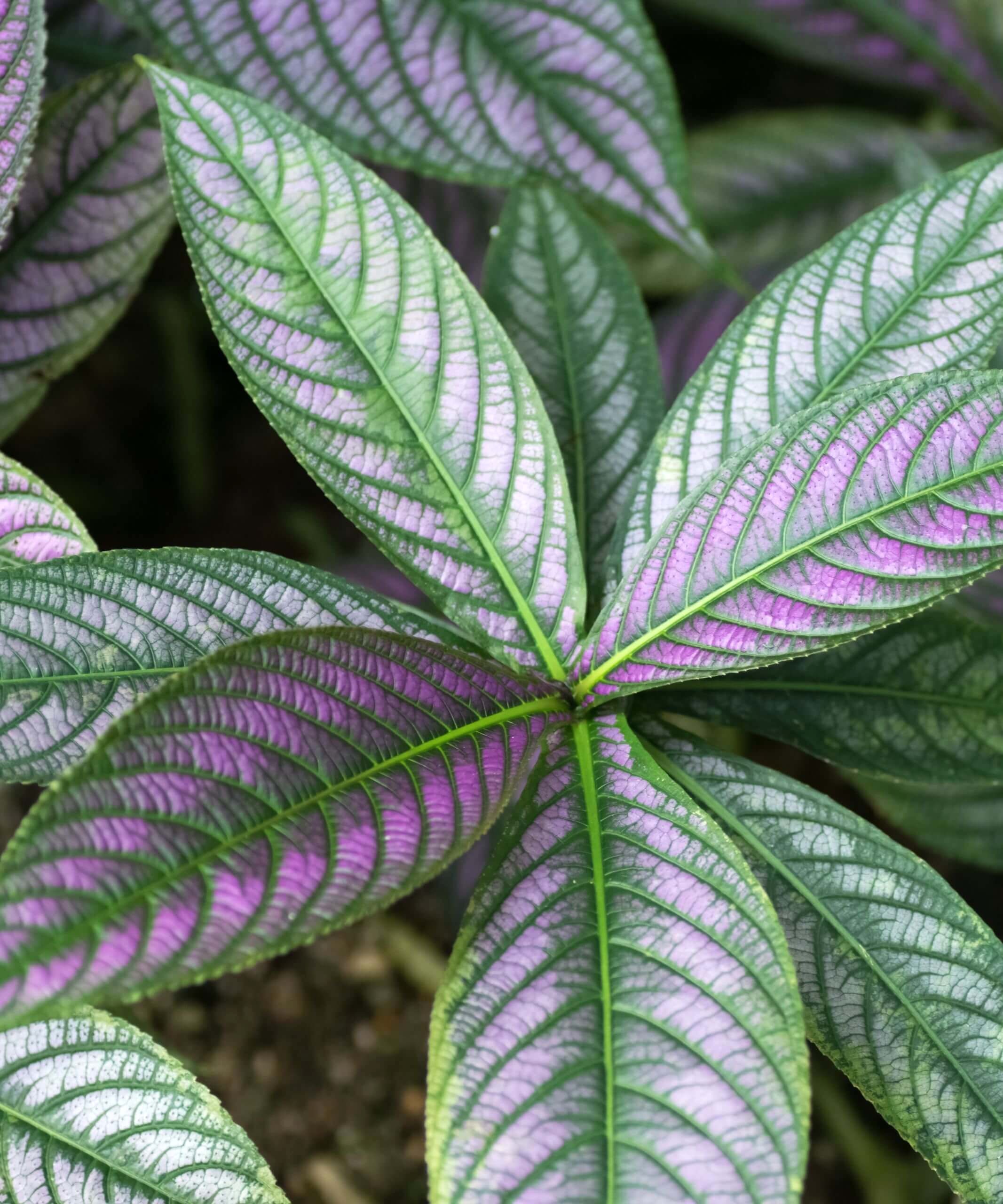 Strobilanthes Care