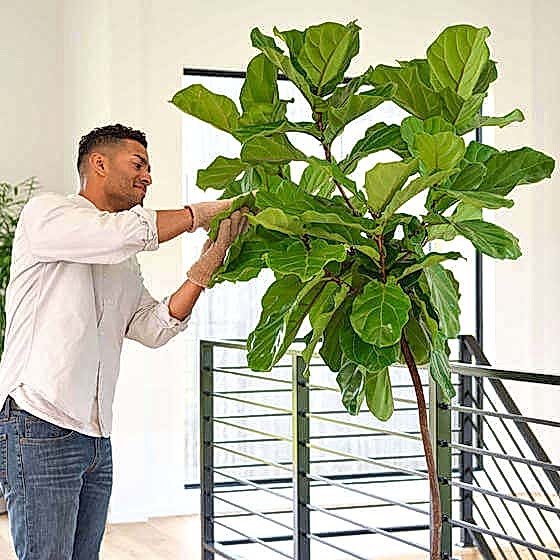 Shop Giant Plants