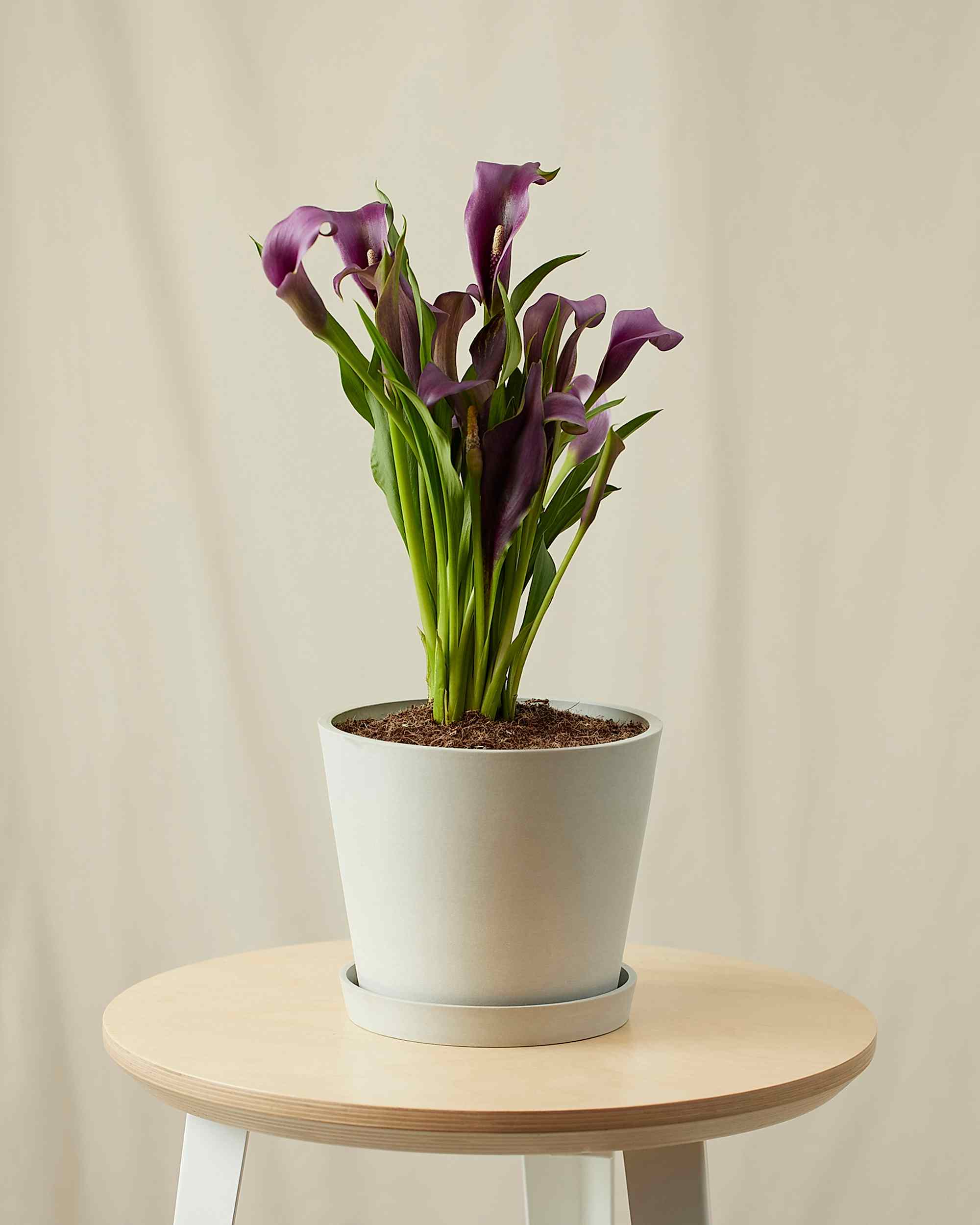 plant image