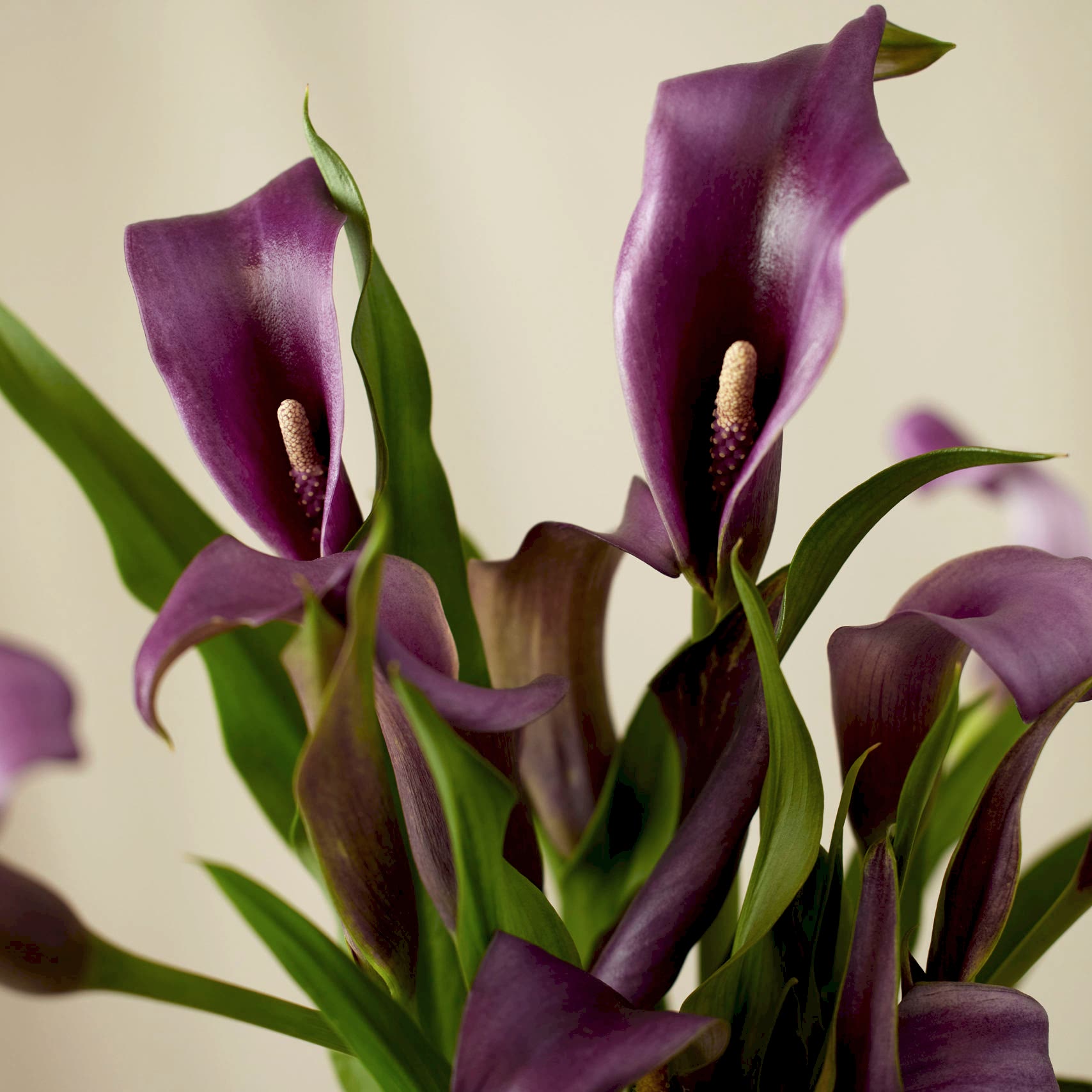 Calla Lily Care