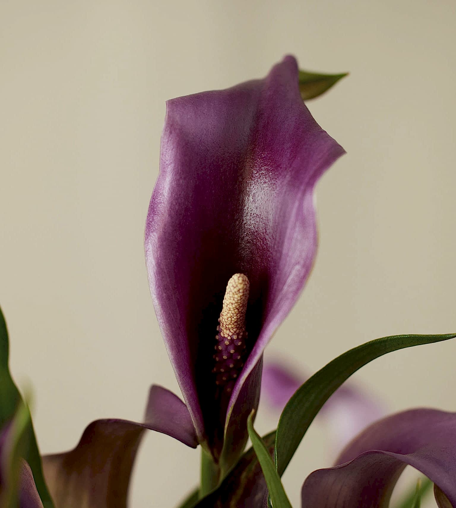Image of species