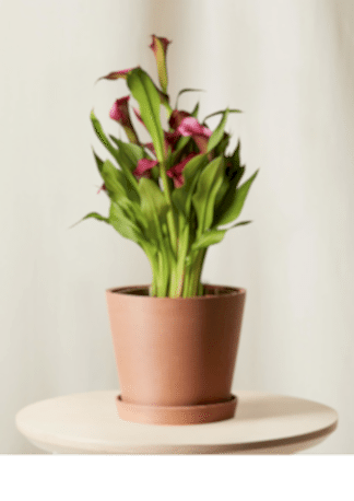 fuchsia calla lily in clay pot