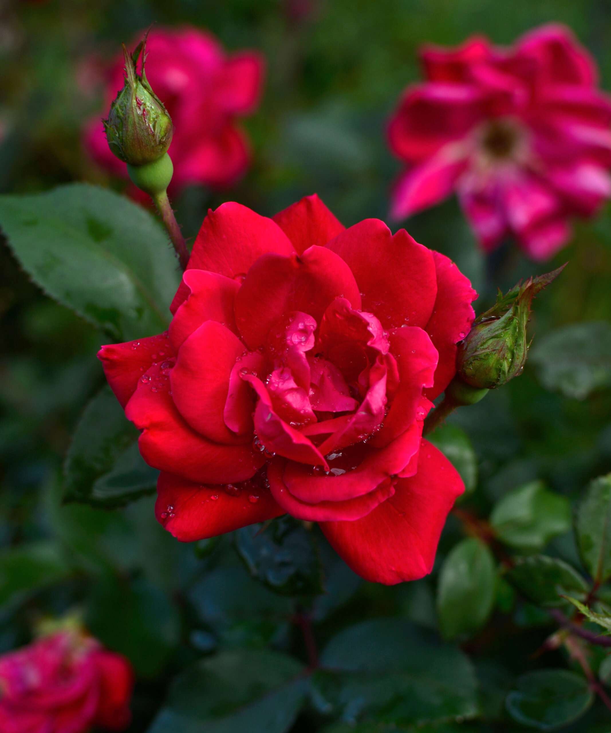 plant image