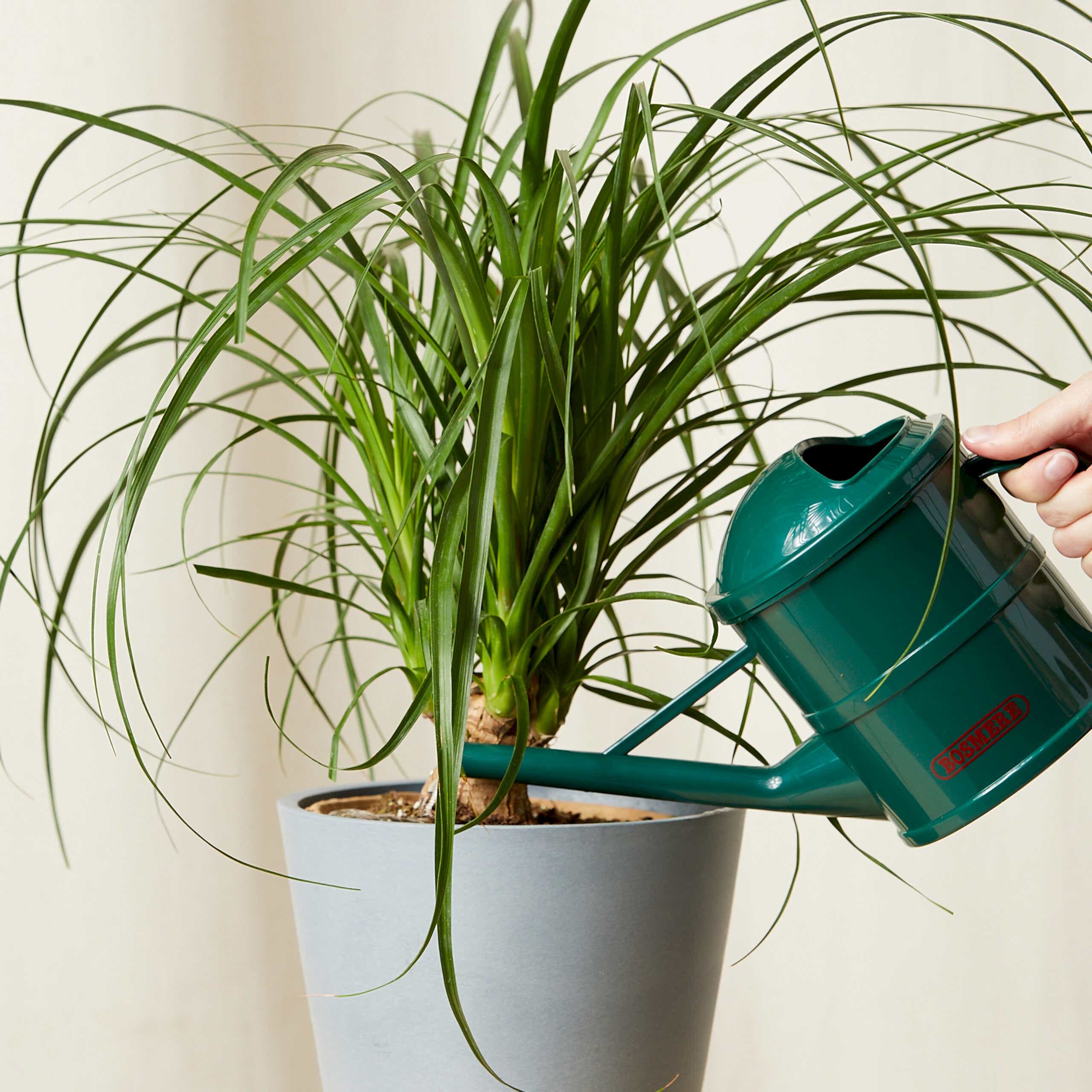 Watering can Bloomscape Ponytail Palm