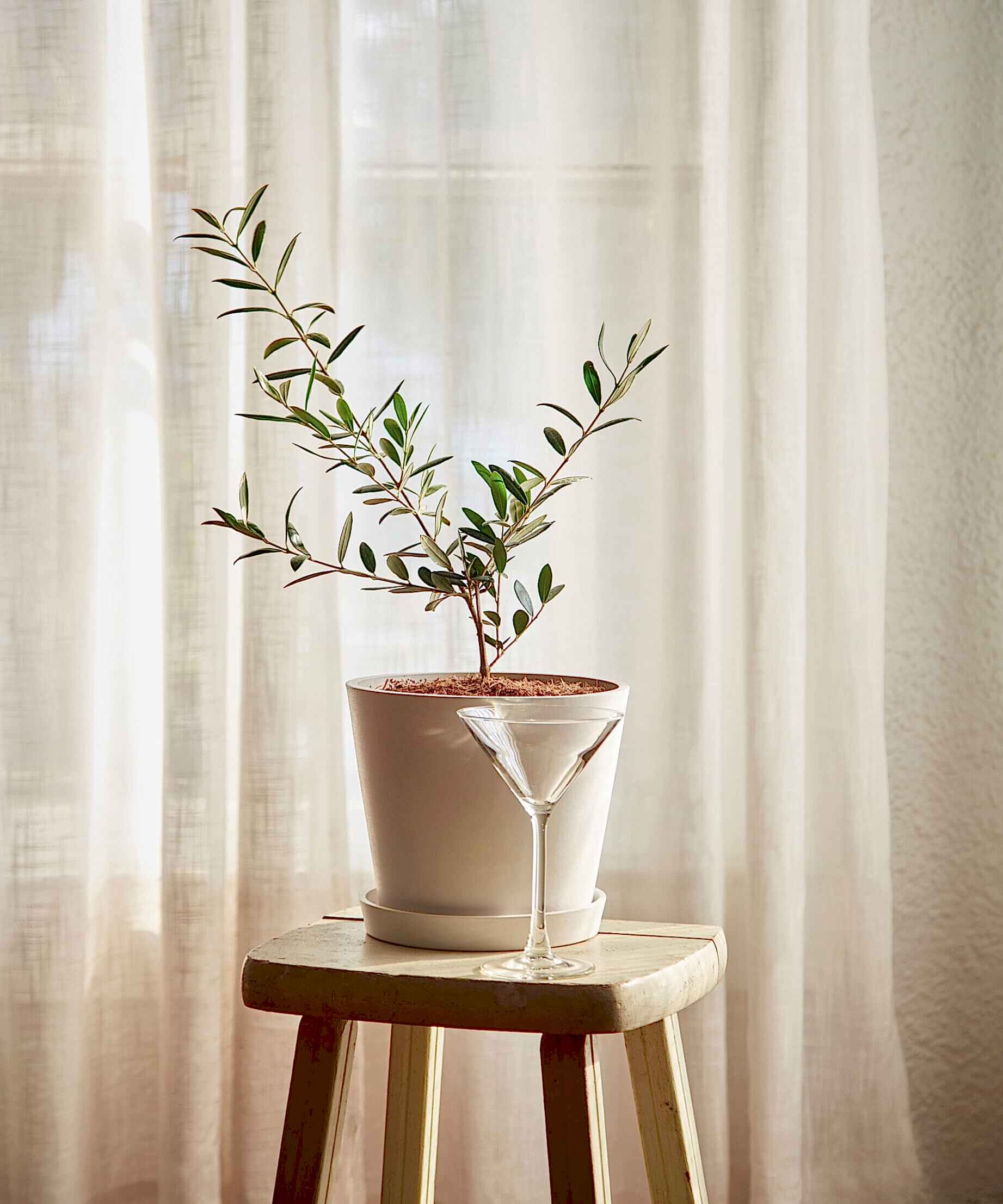 plant image