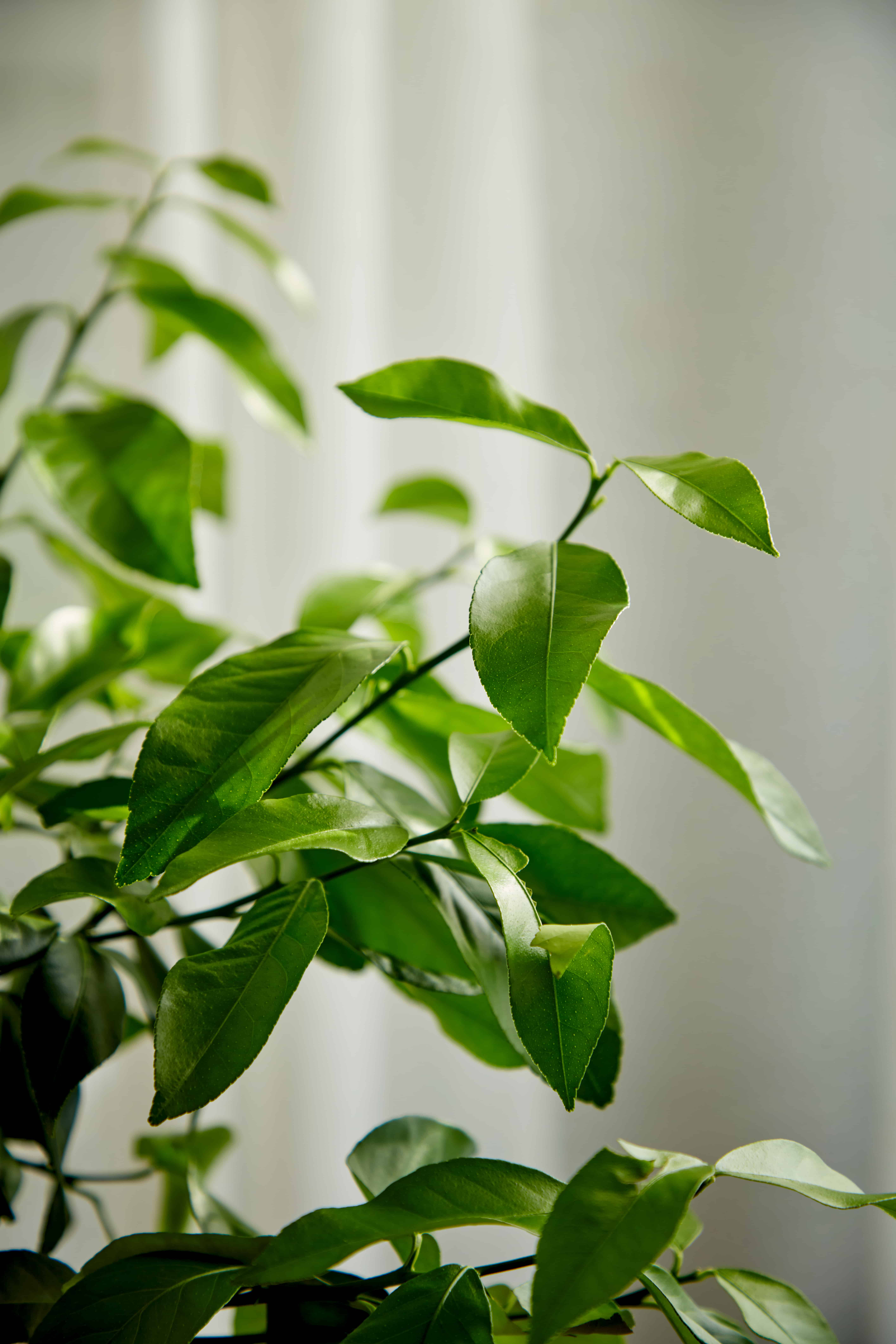 Fruit Tree Care