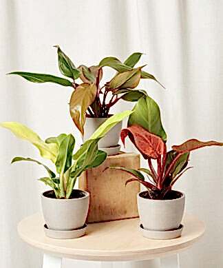 philodendron-collection