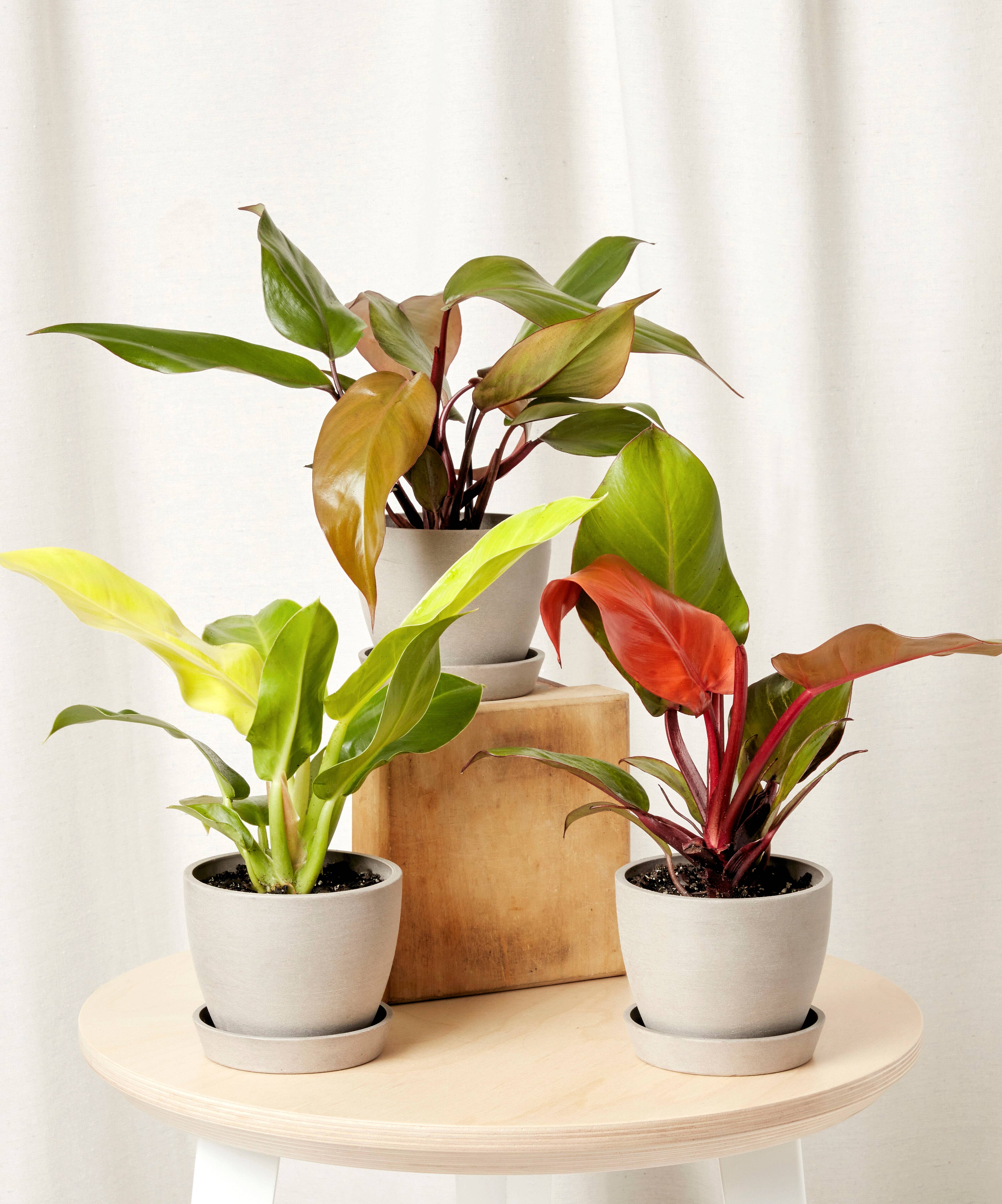 philodendron-collection