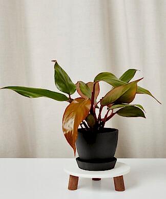 philodendron-rojo-congo_charcoal-pot