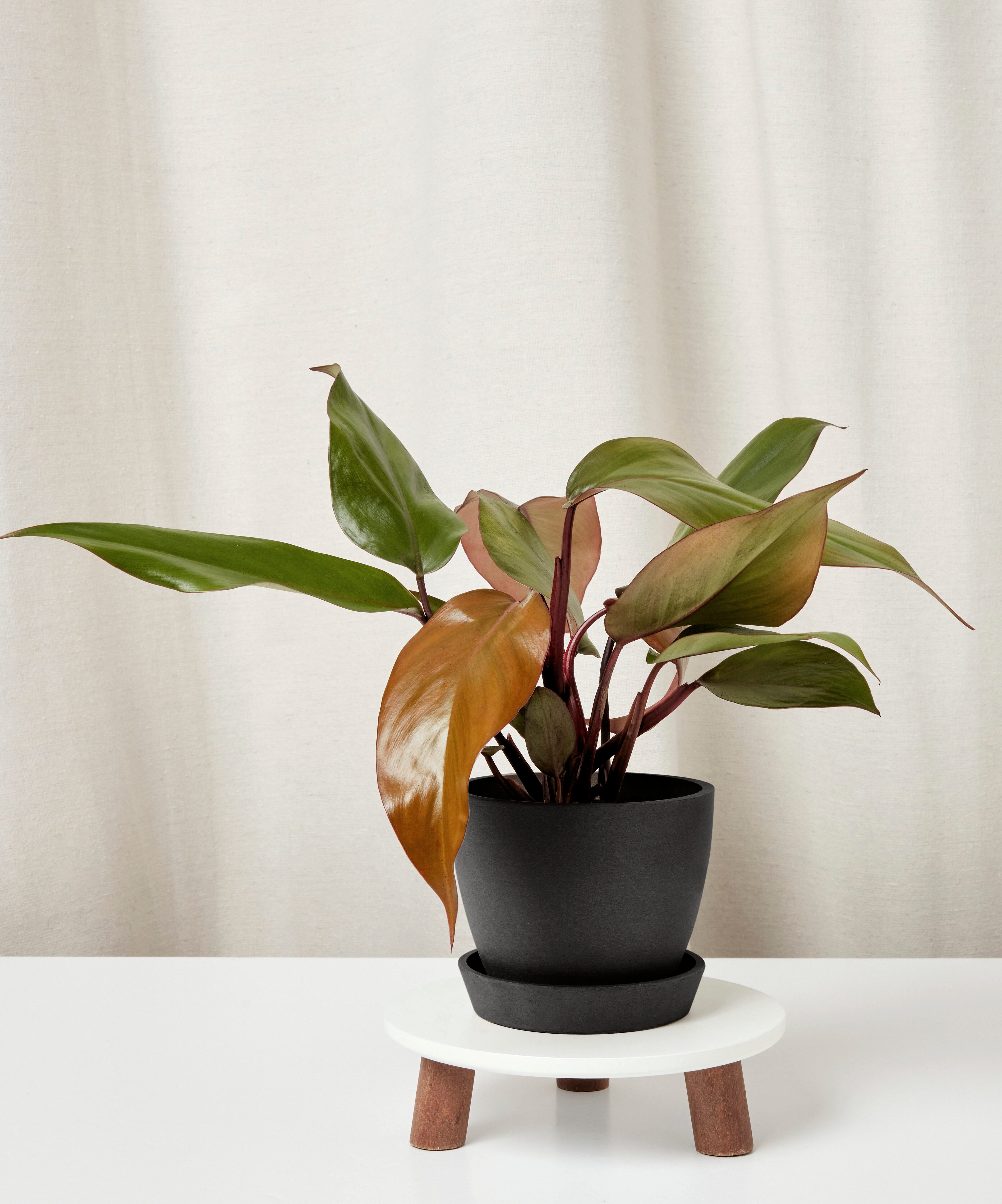 philodendron-rojo-congo_charcoal-pot