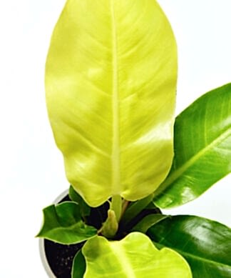 philodendron-moonlight_detail