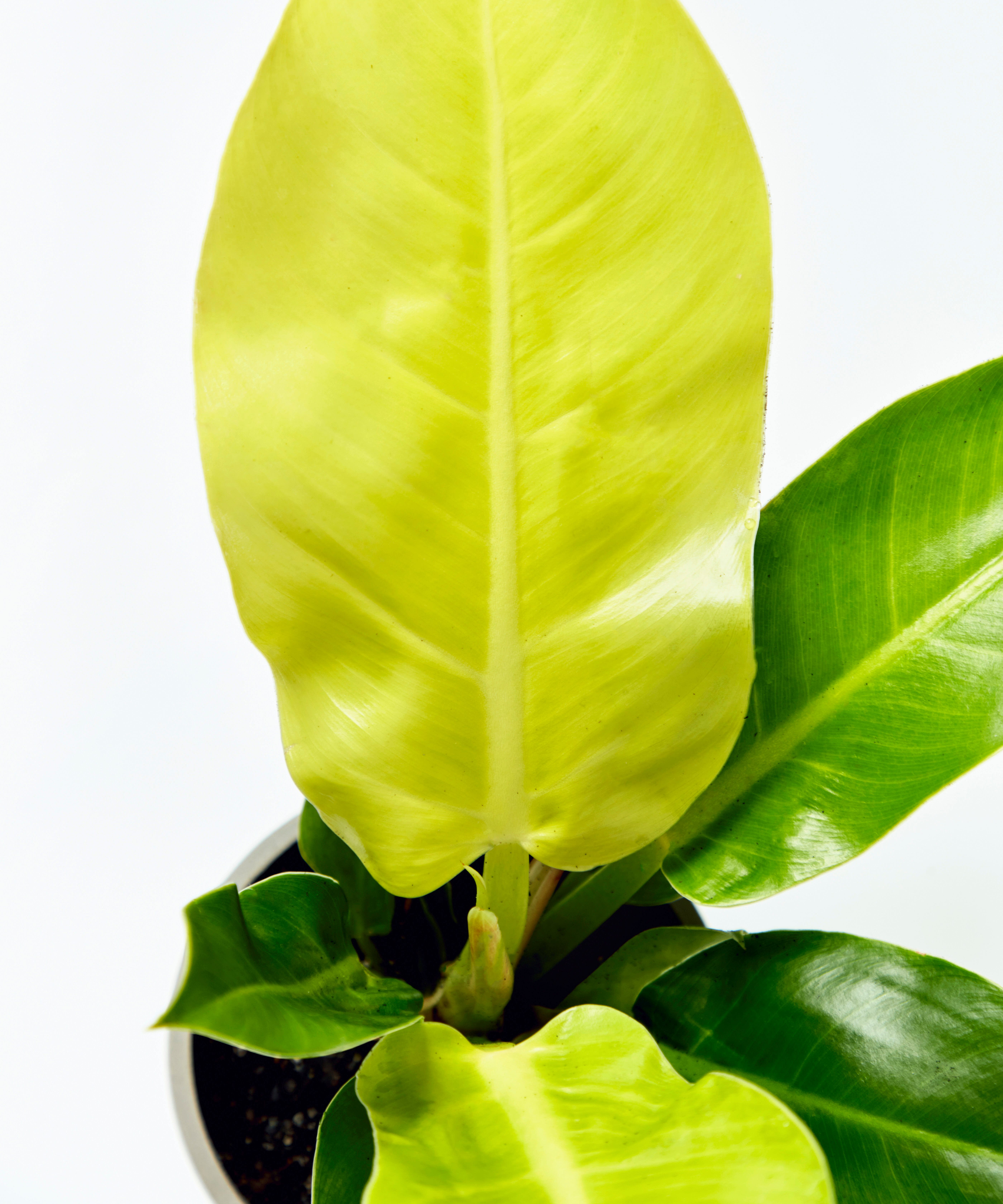 philodendron-moonlight_detail