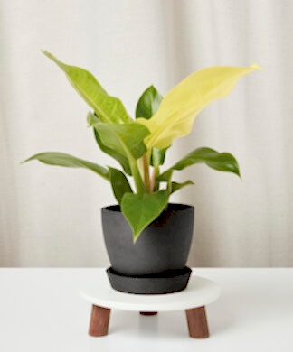 philodendron-moonlight_charoal-pot
