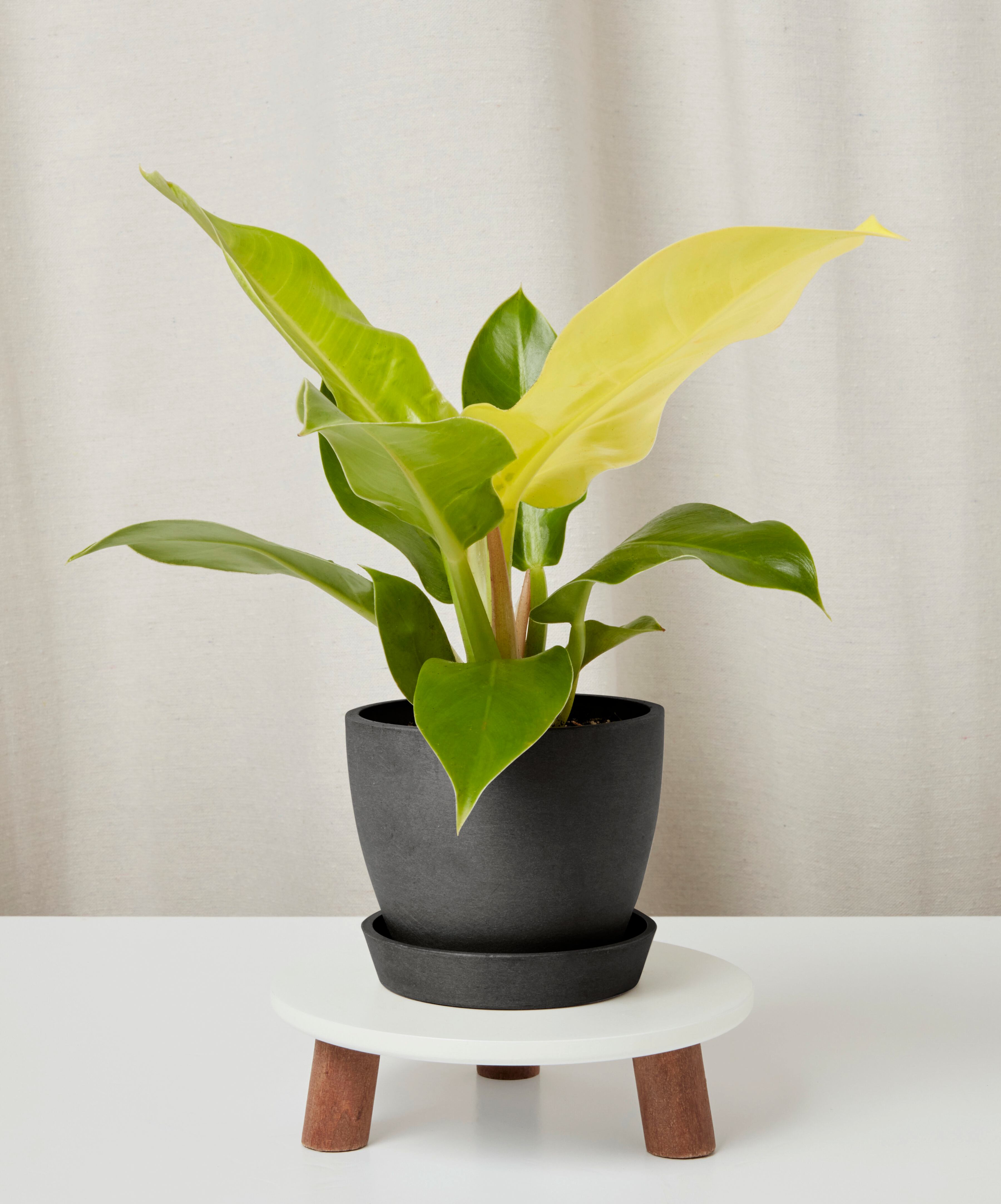 philodendron-moonlight_charoal-pot