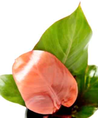 philodendron-sun-red_close-up