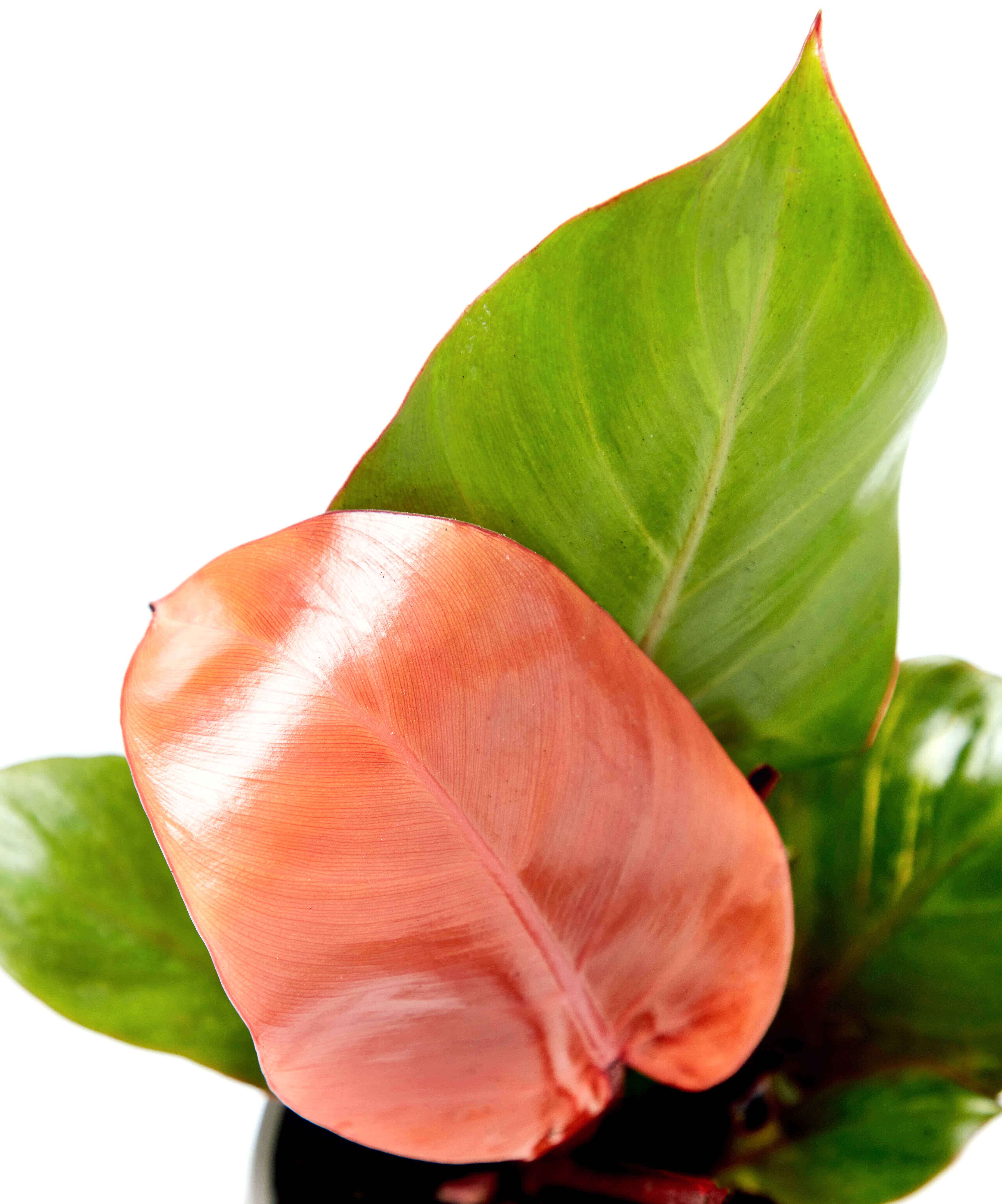 philodendron-sun-red_close-up