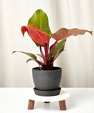 Philodendron_sun_red_in-charcoal-pot