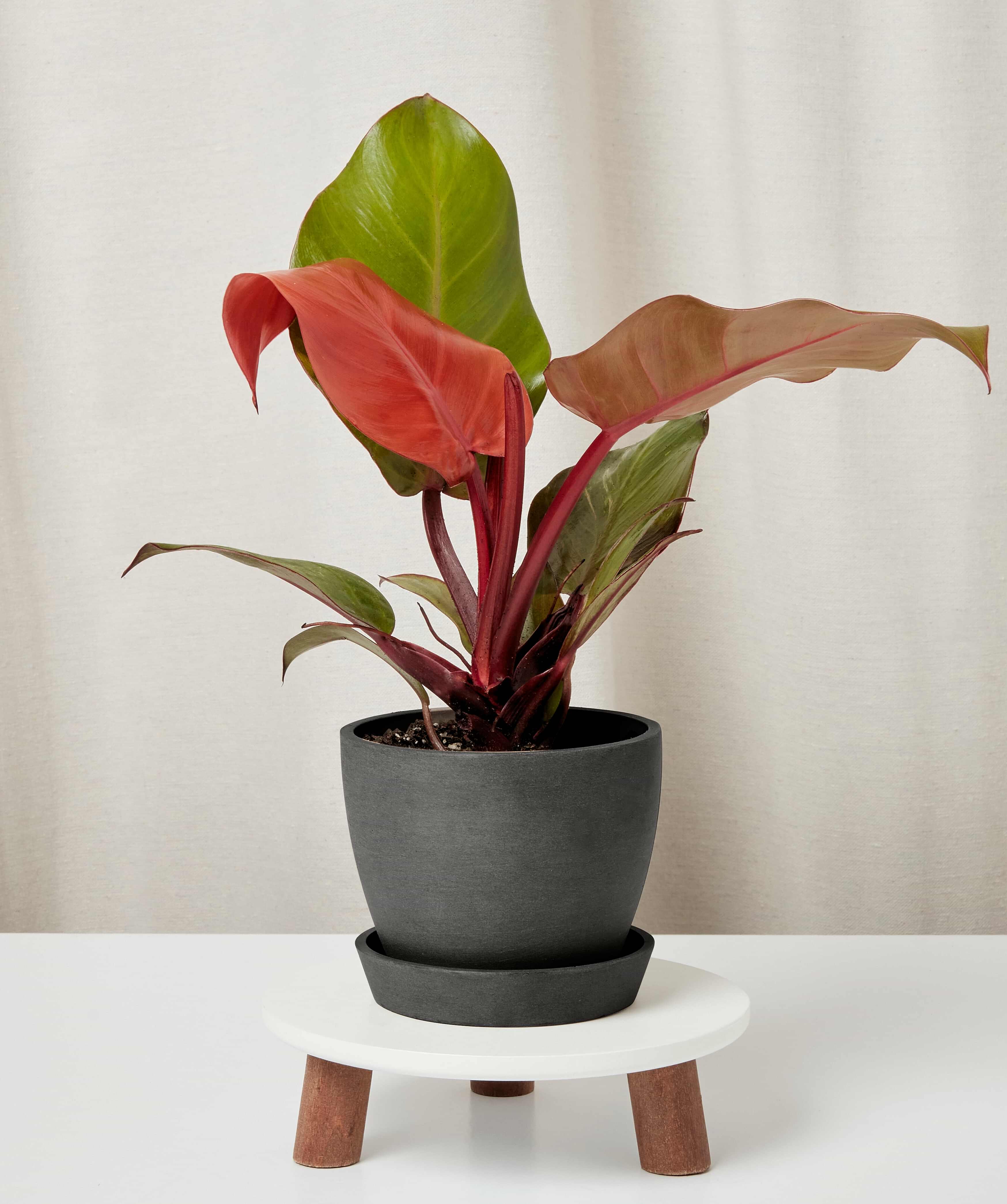 Philodendron_sun_red_in-charcoal-pot