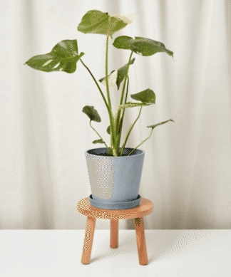 monstera-thai-slate