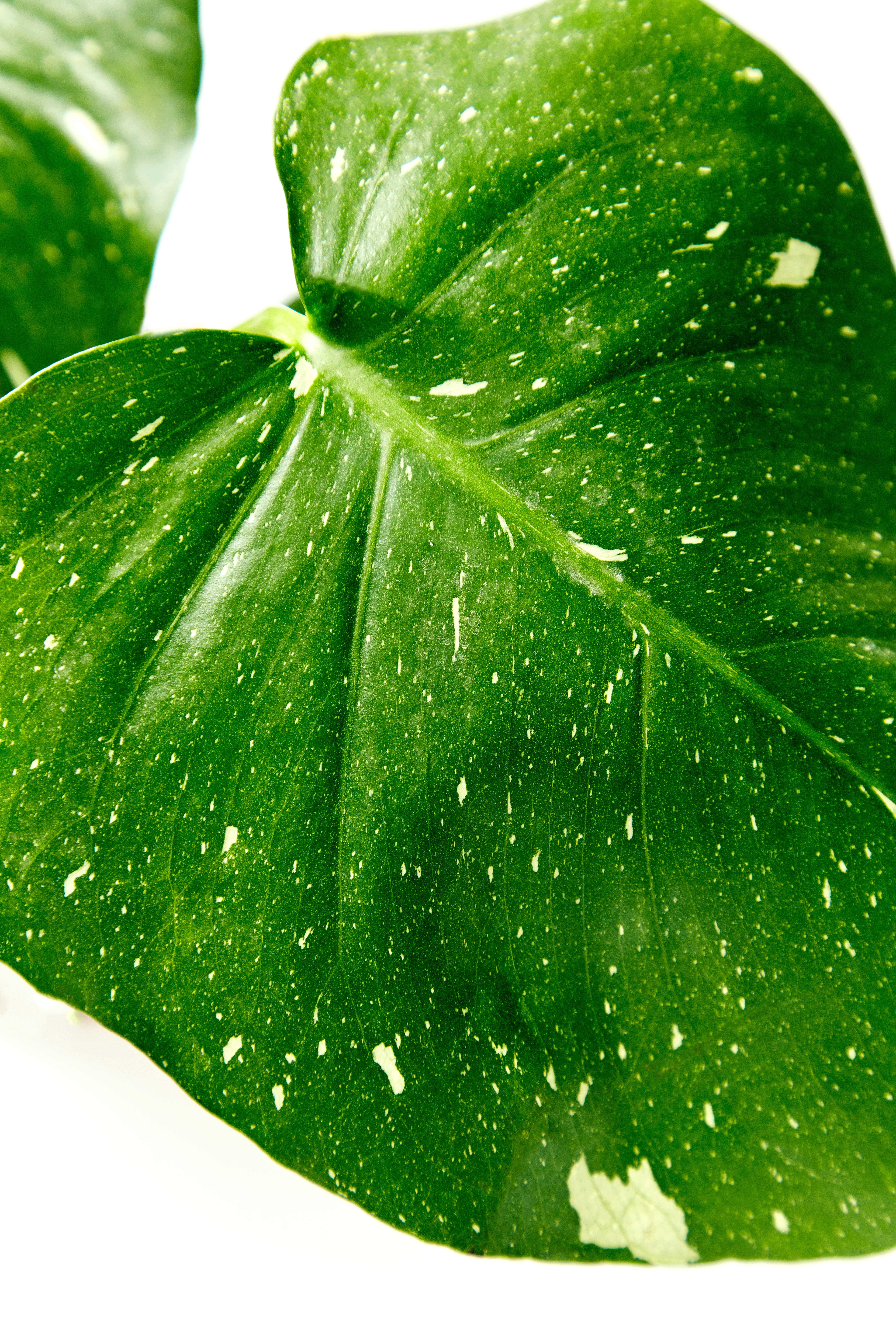 Monstera Thai Close-up