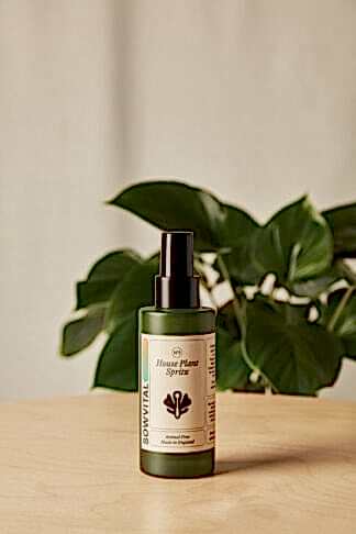 house plant spritz