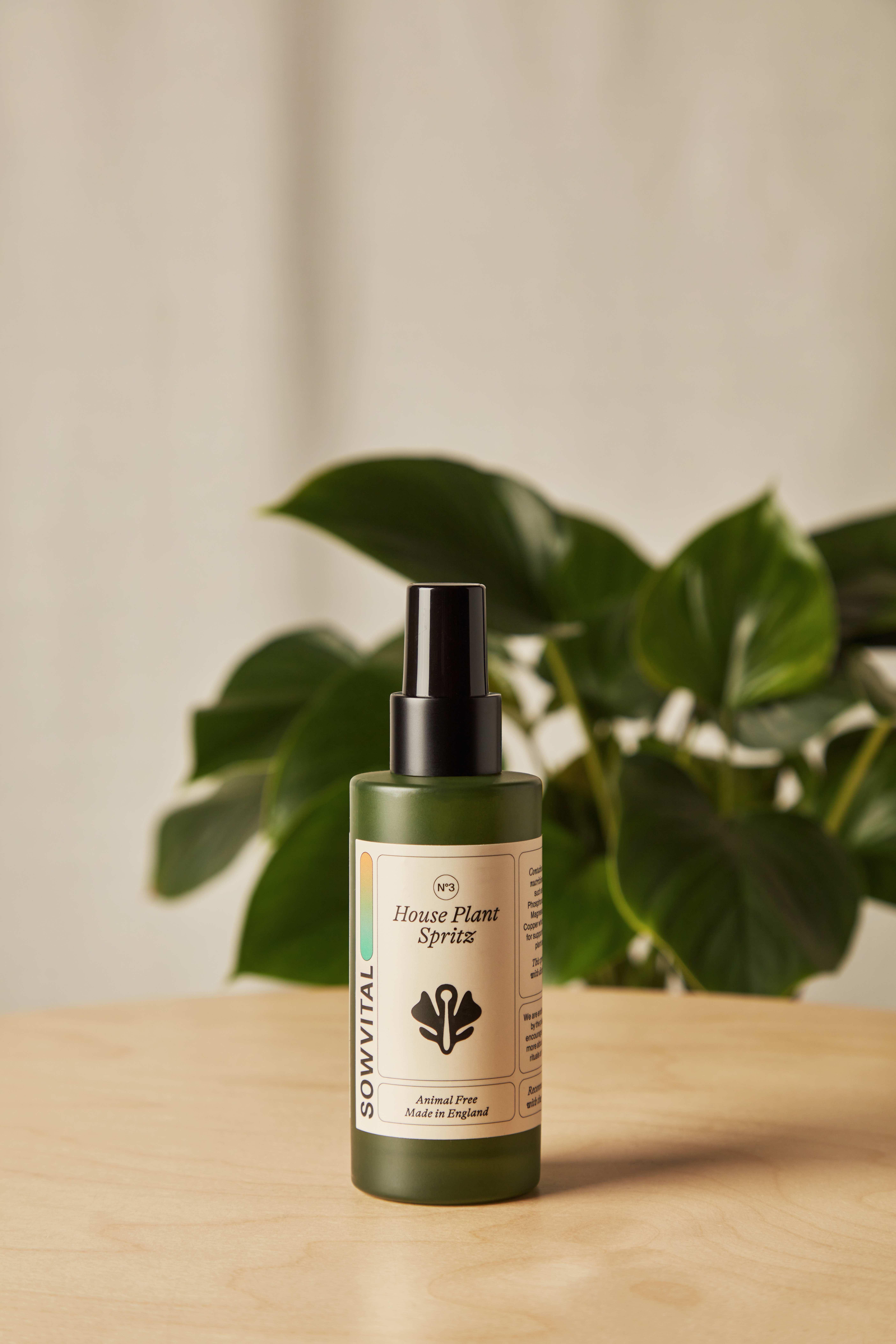 house plant spritz