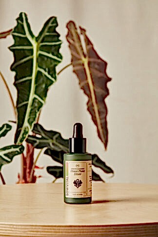 houseplant elixir