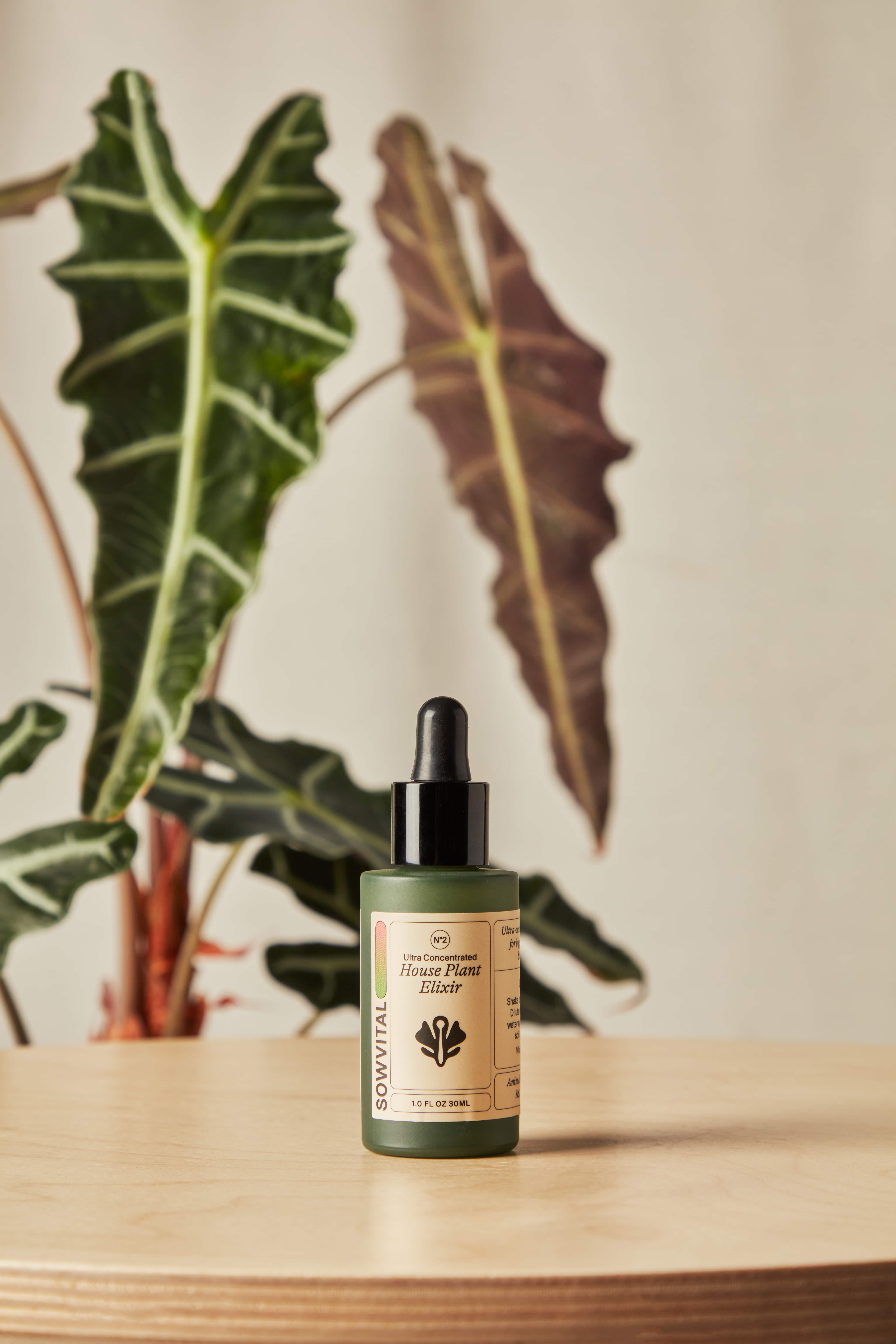 houseplant elixir