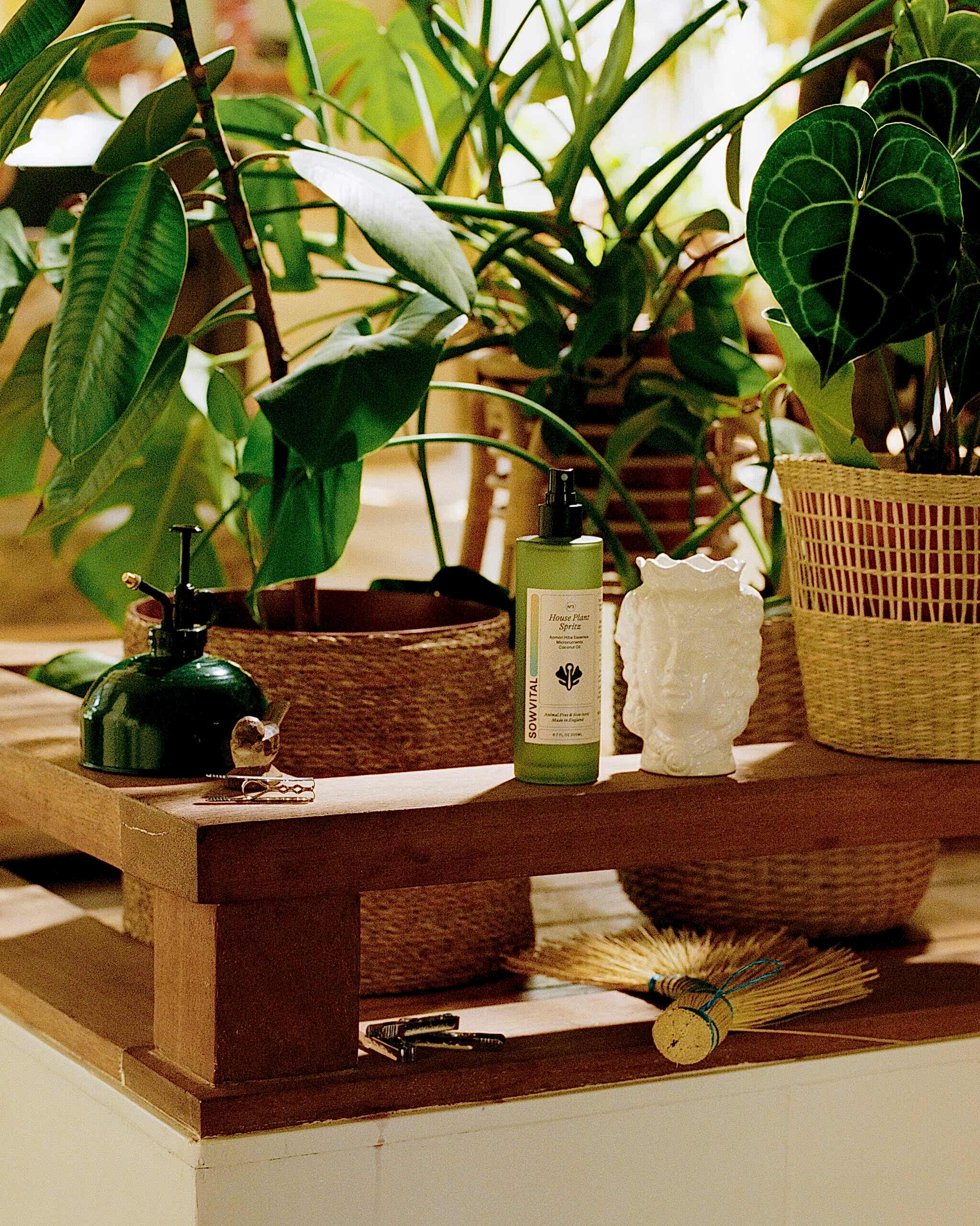 houseplant spritz on bench surrounded by plants