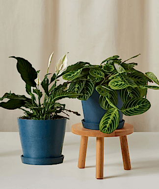 Mother's Day Duo Indigo