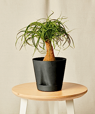 self watering charcoal pony tail palm