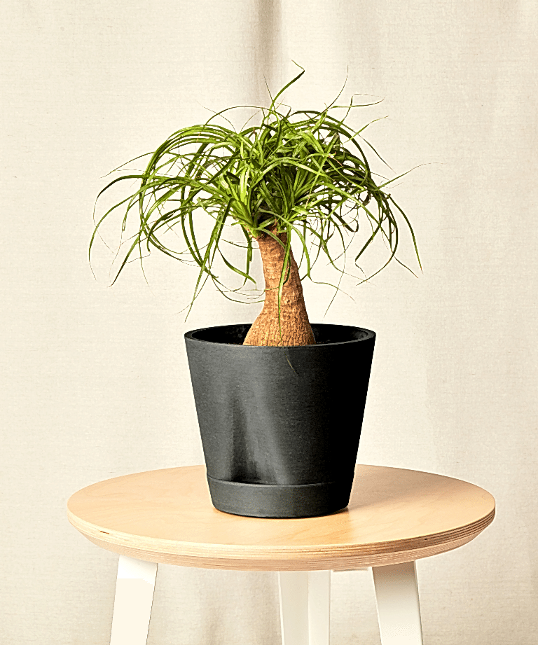 Ponytail Palm
